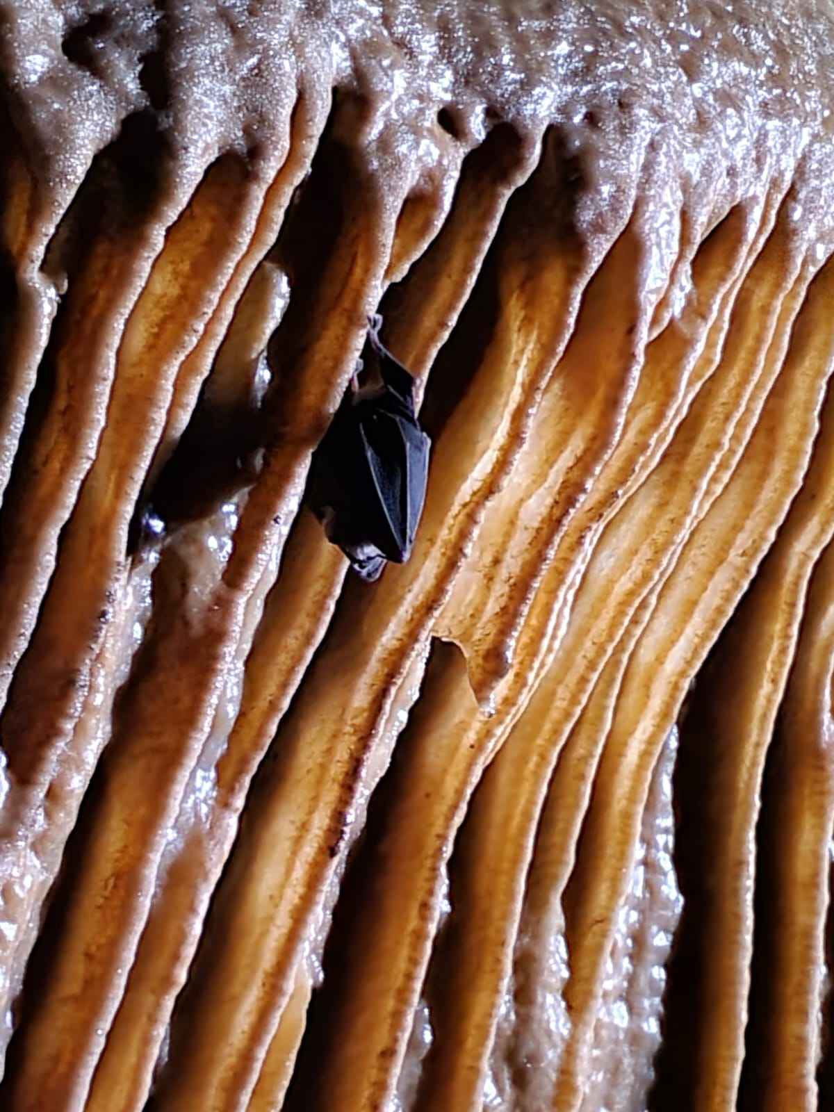 IMG-20221127-WA0055_compressed